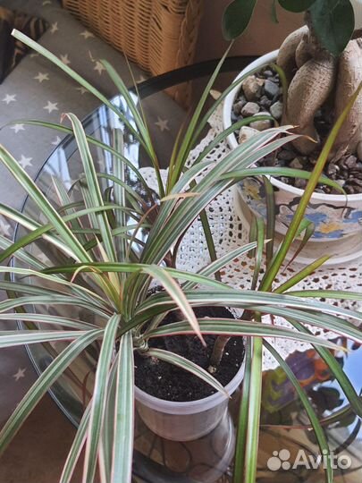 Драцена,хойя,колеус,аглаонема