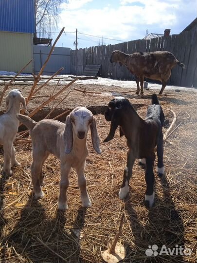 Нубийские козлята