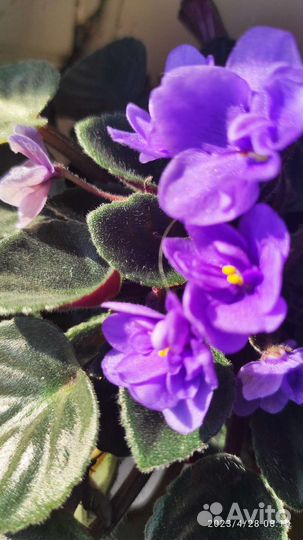 Фиалки на выбор