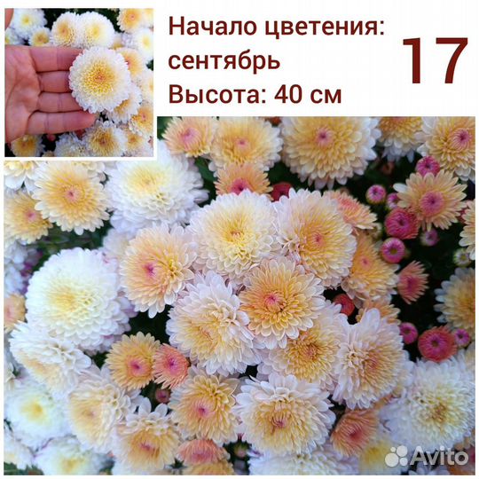 Хризантема