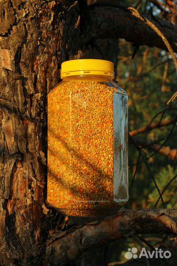 Пыльца пчелиная