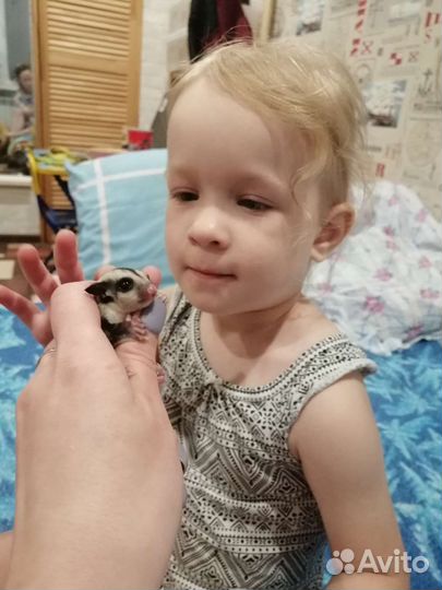 Белка летяга