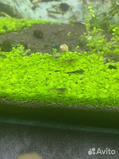 Аквариумные рыбки