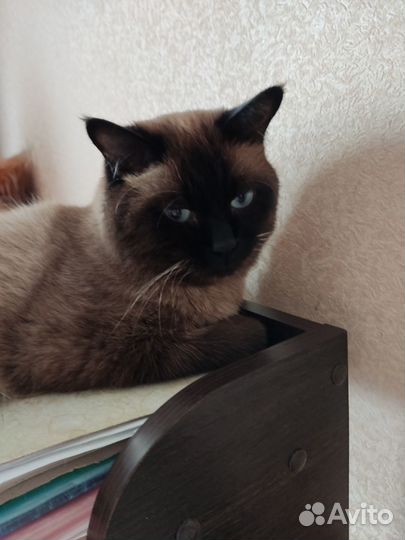 Кот на вязку