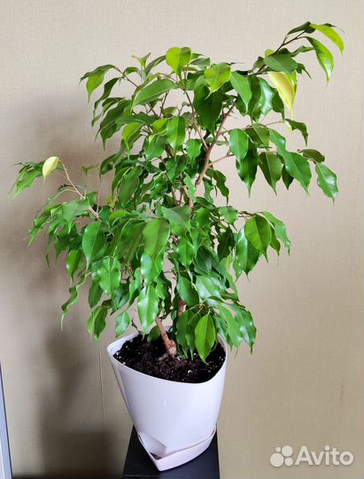 Фикус бенджамина