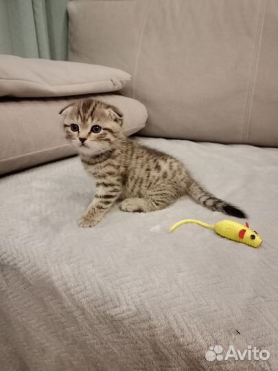 Шотландские мальчики