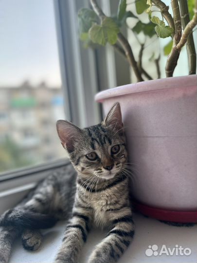 Котенок девочка бесплатно