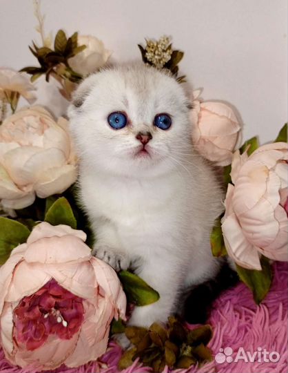 Шотландские вислоухие девочки