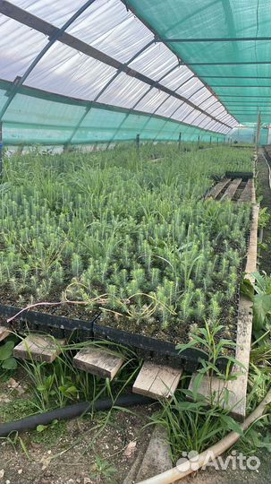 Сеянцы сосны окс от производителя