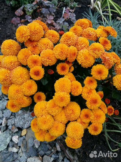 Хризантемы