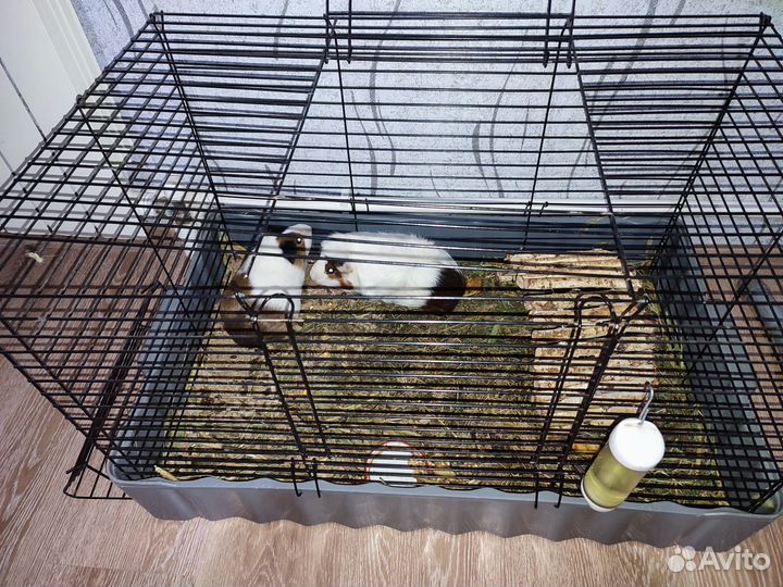 Морская свинка