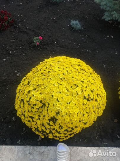 Хризантемы мультифлора