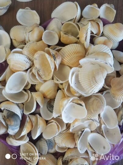 Морские ракушки