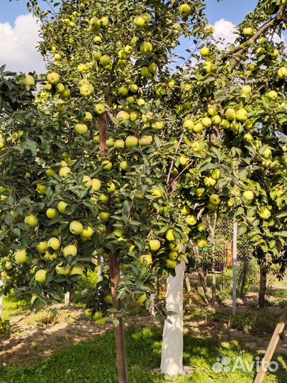 Яблоки Папировка скрещенная