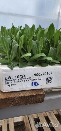 Эустома лизиантус