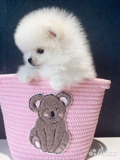 Щенки шпица