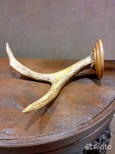 Рог лося на подставке