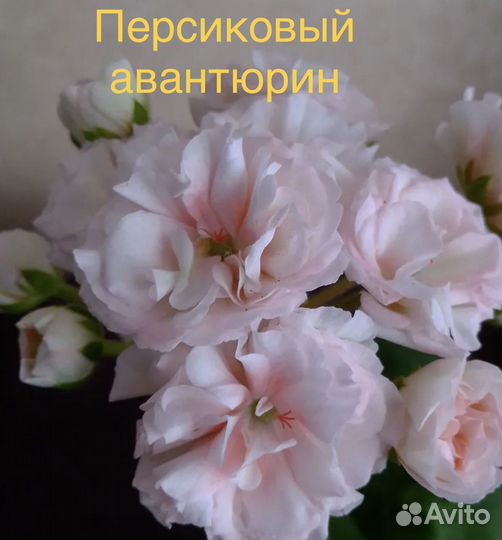 Пеларгония герань сортовая