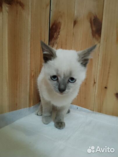 Кошка в дар