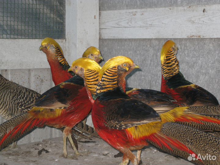 Фазаны