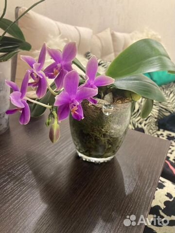 Орхидея ароматная редкая