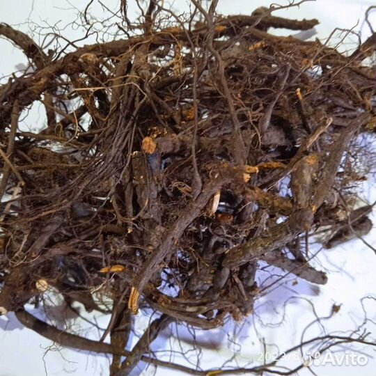 Лапчатка белая (корень) Россия 2023 год