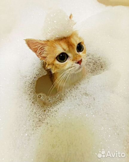 Грумер (экспресс-линька,стрижка,тримминг) груминг