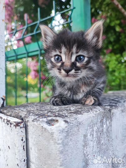 Котята в хорошие руки