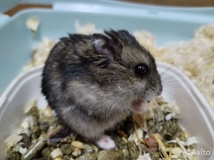 Джунгарские хомяки остался 1 мальчики