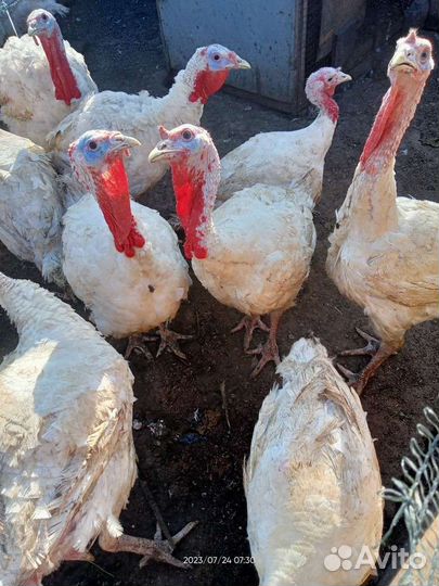 Индюки живым весом