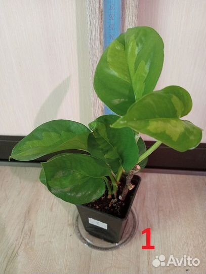 Комнатные растения/ Эпипремнум (лиана) разные