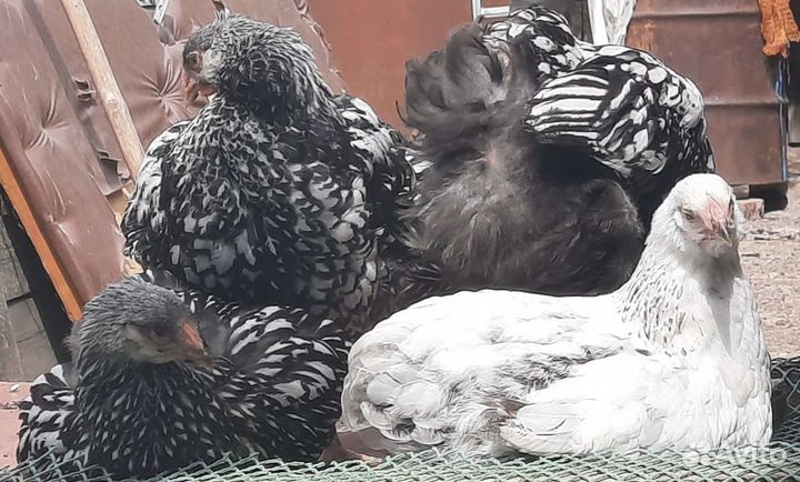 Цыплята, броллер