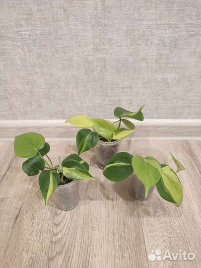 Филодендрон Сканденс Бразил