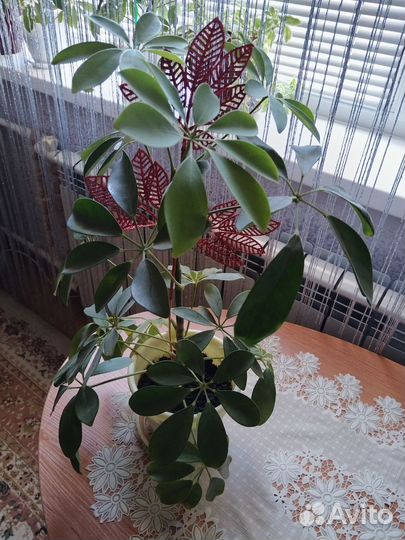 Комнатные цветы шефлера