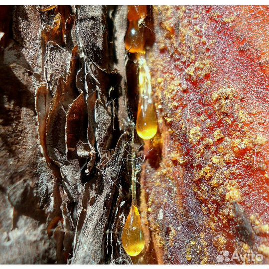 Смола еловая