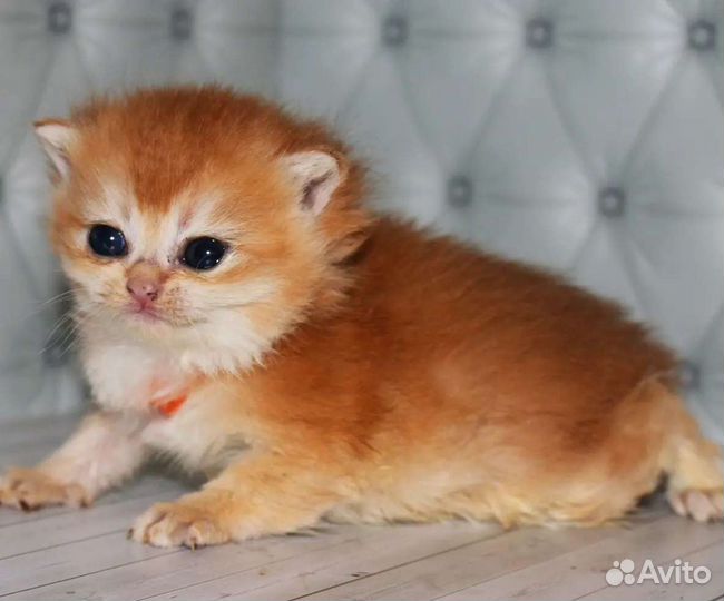 Золотые британские шиншиллы для респектабельных