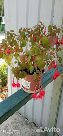 Фуксия сорт Маринка