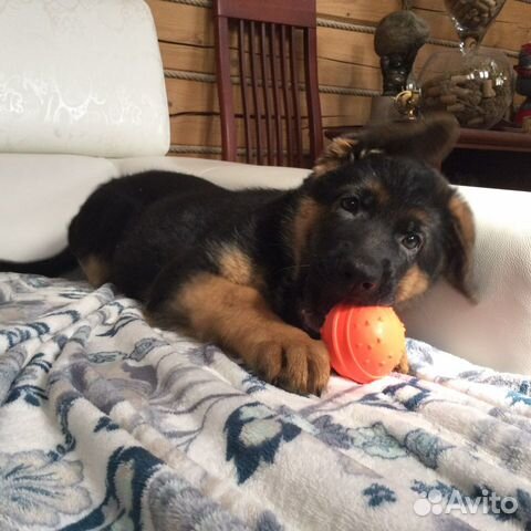 Щенки немецкой овчарки из питомника с документами