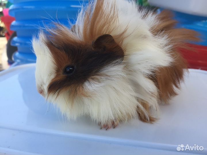 Продаются шикарные перуанские и ангорские морские