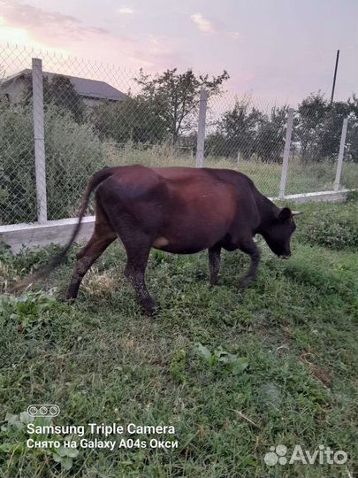 Коровы дойные с телятами