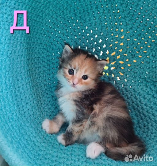 Милейшие котята