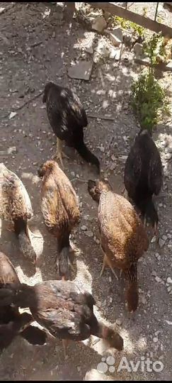 Бойцовые петухи и цыплята