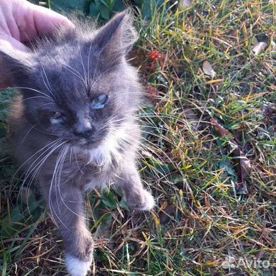 Кошка в дар