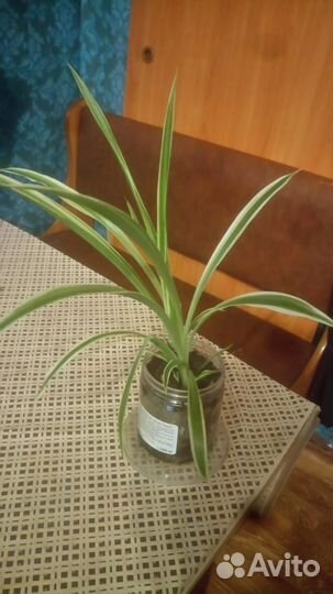 Хлорофитум