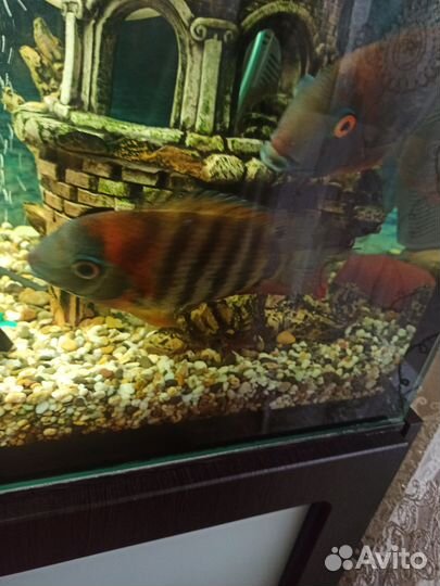 Северум красноплечий