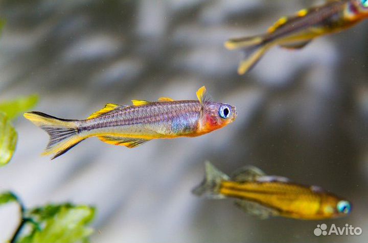 Рыбки аквариумные в ассортименте