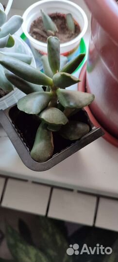 Кактусы и суккуленты