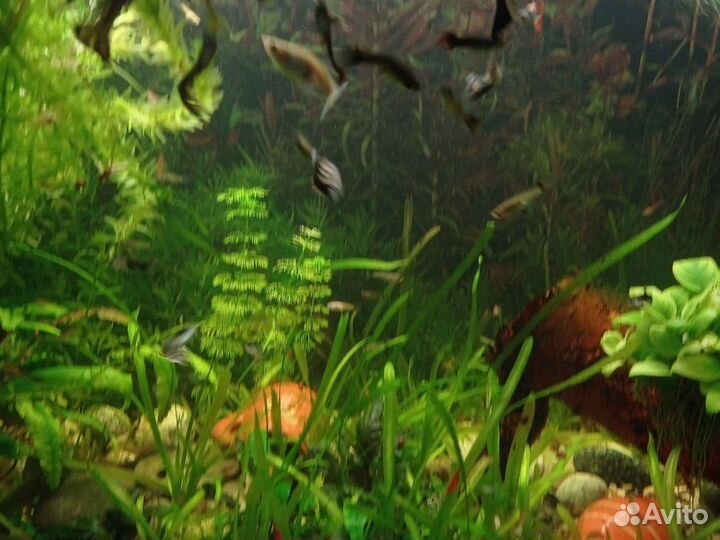 Аквариумные рыбки
