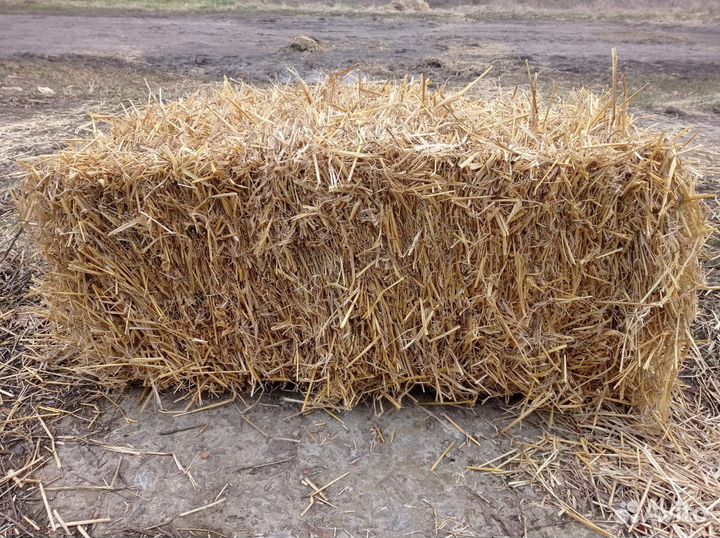 Солома пшеничная в тюках