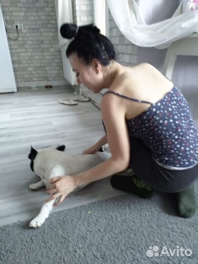 Передержка и выгул домашних собак